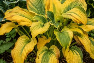 Hosta mit gelb verfärbten Blättern im Gartenbeet