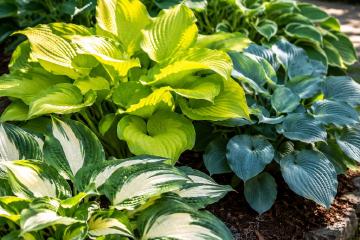 Funkien mit grünem und panaschiertem Laub an einem sonnigen Gartenstandort