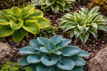 Kleine Funkien mit dekorativen Blättern in einem schattigen Gartenbeet