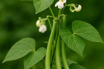 Busch- und Stangenbohnen im Gartenbeet mit grünen Hülsen