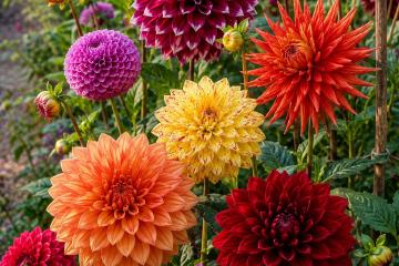 Bunte Dahlienblüten in verschiedenen Formen im sommerlichen Garten