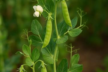 Erbsenpflanzen mit grünen Hülsen an einer Rankhilfe im Garten