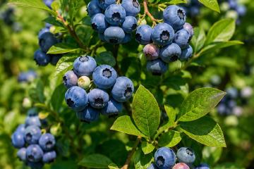 Reife Heidelbeeren an einem Heidelbeerstrauch im Garten