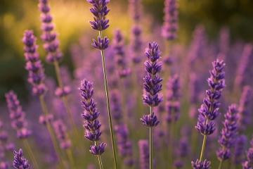 Blühender Lavendel im Garten in warmem Sonnenlicht