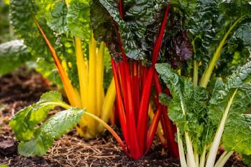 Bunter Mangold mit roten, gelben und weißen Stielen im Gartenbeet
