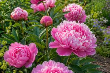 Rosafarbene Pfingstrosen mit großen Blüten im Gartenbeet