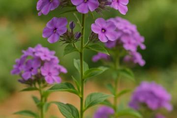 Phlox-Stauden mit rosa und violetten Blüten im Gartenbeet