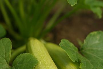 Grüne Zucchini mit gelber Blüte im Gartenbeet