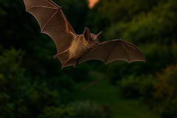 Fledermaus im Flug über einem naturnahen Garten