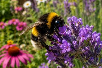 Hummel auf violetter Blüte im naturnahen Garten