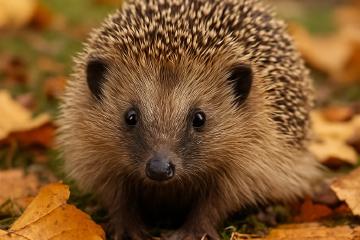Igel im Garten zwischen Herbstlaub