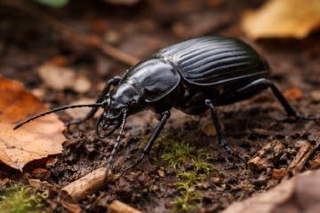 Schwarzer Laufkäfer auf Erde zwischen Laub und Pflanzen
