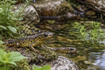 Molche an einem naturnahen Gartentümpel mit Steinen und Pflanzen