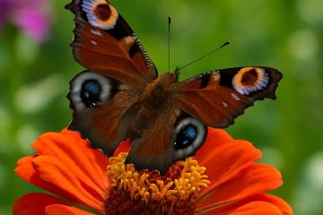Schmetterling auf einer Blüte im Garten