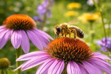 Wildbiene sammelt Pollen auf einer Gartenblüte