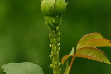 Blattläuse auf einem jungen Pflanzentrieb im Garten