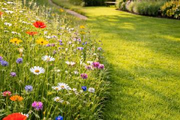 Blumenwiese mit bunten Blüten neben kurz gemähtem Zierrasen im Garten