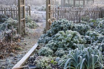Winterlicher Garten im Januar mit frostigen Beeten und ruhiger Atmosphäre