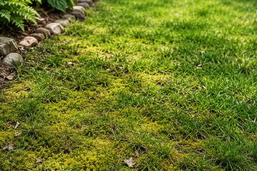 Rasenfläche mit Moos zwischen den Gräsern im Garten