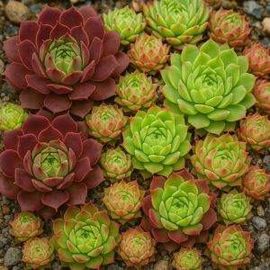 Gestaltungsidee mit Semperviven