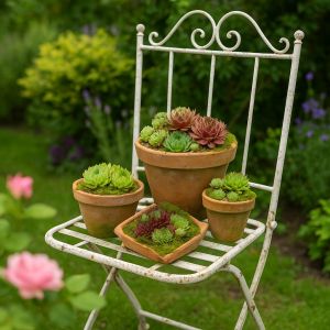 Gestaltungsidee mit Semperviven