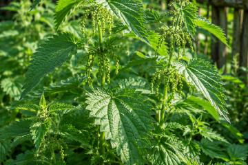 Frische Brennnesseln wachsen an einem sonnigen Gartenrand
