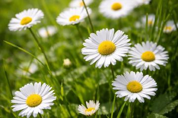 Weiße Gänseblümchen mit gelber Mitte auf einer Wiese im Garten