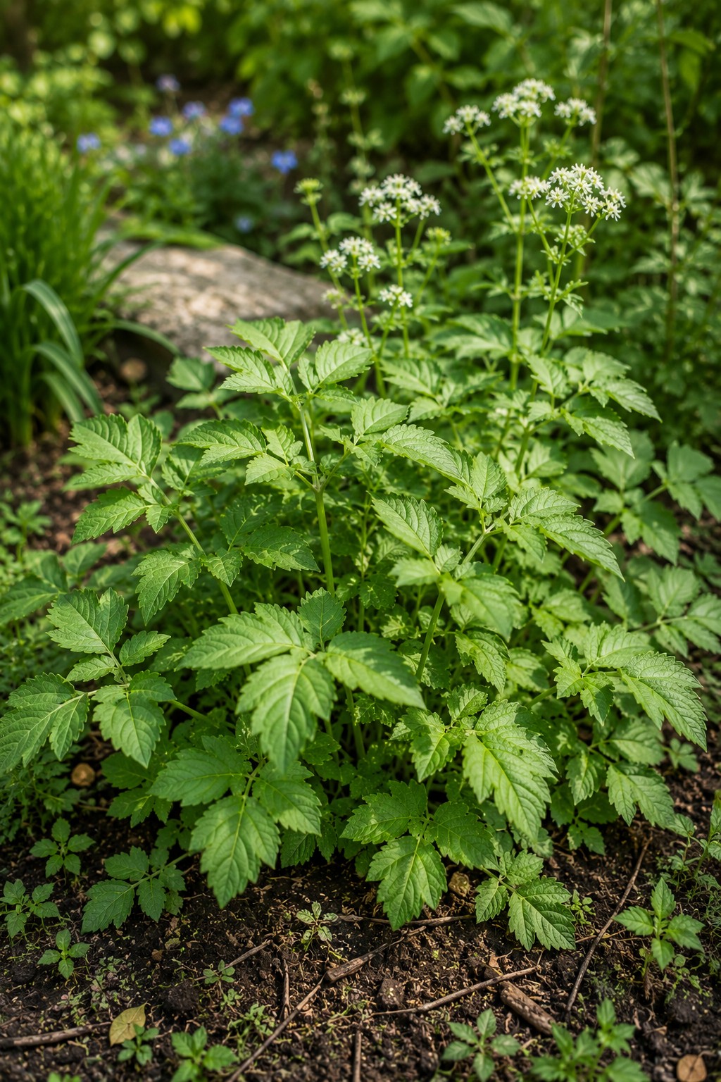 Gierschpflanze mit frischen grünen Blättern im Garten
