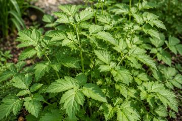 Gierschpflanze mit frischen grünen Blättern im Garten