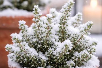 Winterliche Kräuter in Töpfen im Garten und auf der Fensterbank