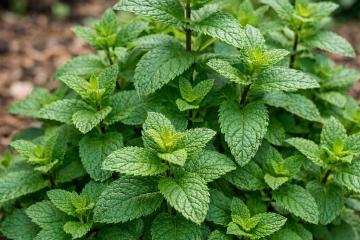 Frische grüne Minze im Gartenbeet mit dichter Blattstruktur