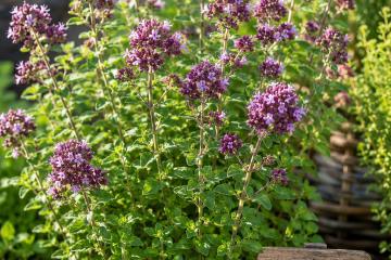 Blühender Oregano im Kräuterbeet mit zahlreichen violetten Blüten