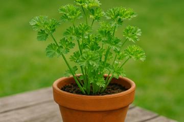 Frische Petersilie im Topf auf einem Gartentisch