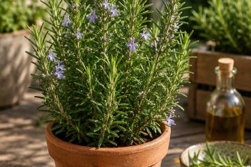 Rosmarinpflanze im Topf auf einer sonnigen Terrasse