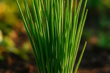 Frischer Schnittlauch im Garten, grüne Röhrenblätter im Sonnenlicht