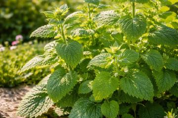 Frische Zitronenmelisse im Garten mit hellgrünen Blättern