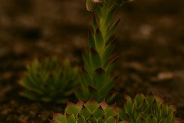 Blühendes Sempervivum mit Rosette und Blütentrieb