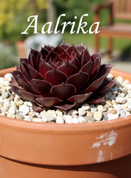 Sempervivum-Sorte Aalrika im Pflanztopf