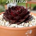 Sempervivum-Sorte Aalrika im Pflanztopf