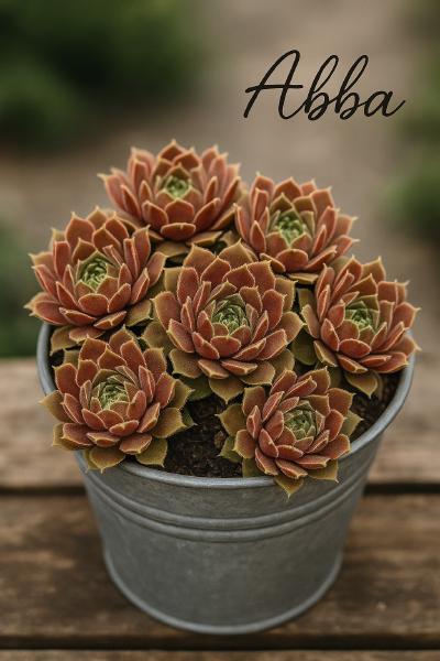 Sempervivum-Sorte Abba im Pflanztopf