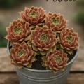 Sempervivum-Sorte Abba im Pflanztopf