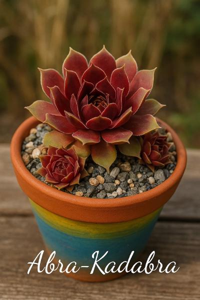 Sempervivum-Sorte Abra-Kadabra im Pflanztopf
