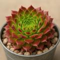 Sempervivum-Sorte Accord im Zinktopf