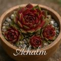 Sempervivum-Sorte Achalm im Pflanztopf