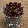 Sempervivum-Sorte After Ego im Pflanztopf