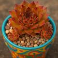 Sempervivum-Sorte Alchemist im Pflanztopf
