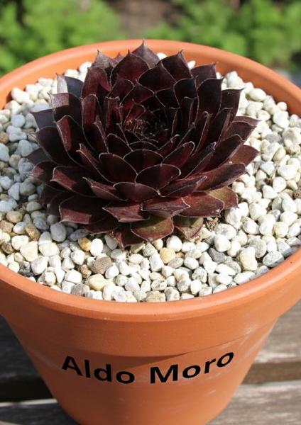 Sempervivum-Sorte Aldo Moro im Pflanztopf