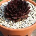 Sempervivum-Sorte Aldo Moro im Pflanztopf