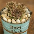 Sempervivum-Sorte Baby Blush im Pflanztopf
