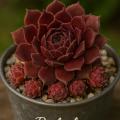 Sempervivum-Sorte Babylon im Pflanztopf
